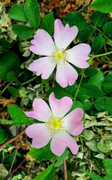 Two dog rose flowers, each with five pale pink petals, set against green foliage.