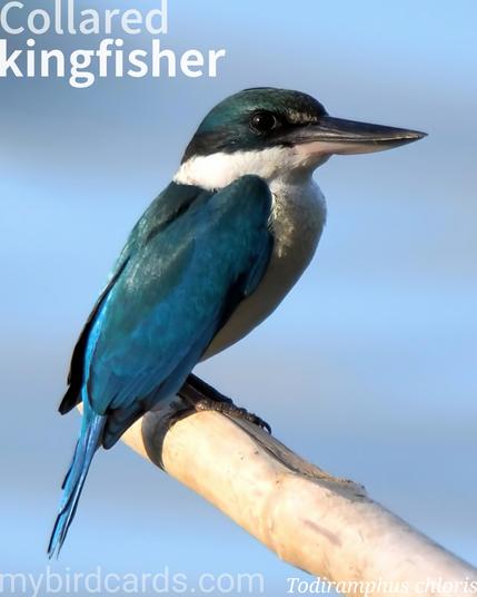 🌍🌏 Collared kingfisher (Todiramphus chloris) 

The collared kingfisher is a medium-sized bird (22-29 cm) with striking turquoise-blue or greenish upperparts and white to buff underparts. Its defining feature is a broad white collar. Males are typically bluer, while females are greener. This species has an incredibly wide distribution, found from north-east Africa and the Red Sea, across southern Asia, through Southeast Asia and Indonesia, to Polynesia, primarily in coastal areas like mangrove swamps, but also in open woodlands and gardens. Collared kingfishers are patient hunters, perching motionlessly to spot prey like fish, crabs, and insects. Once prey is sighted, they glide swiftly to snatch it, often returning to a perch to subdue larger items by beating them against a branch. At least fourteen subspecies are recognised.

Conservation status: Least Concern (IUCN 3.1)

📷: Photo by vinsky2002 via Pixabay https://pixabay.com/photos/collared-kingfisher-perch-wild-bird-4742836/

WUFG