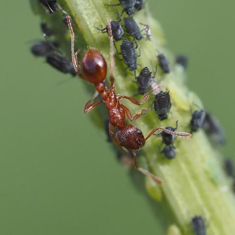 A red ant facing downwards on a ribbed stem about four times as wide as itself. It is surrounded by a herd of black aphids