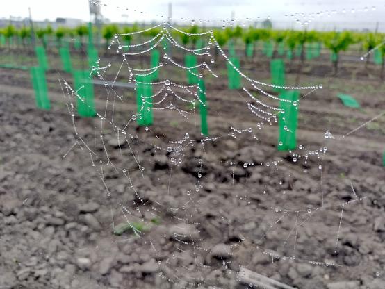 Tautropfen an einem Spinnennetz - Nahaufnahme. In jedem der wie auf einer Perlenkette aufgereihten Tropfen ist der Hintergrund auf dem Kopf stehend abgebildet.