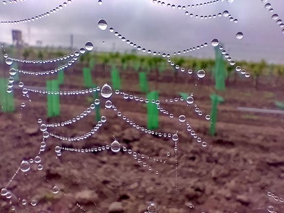 Tautropfen an einem Spinnennetz - Nahaufnahme. In jedem der wie auf einer Perlenkette aufgereihten Tropfen ist der Hintergrund auf dem Kopf stehend abgebildet.