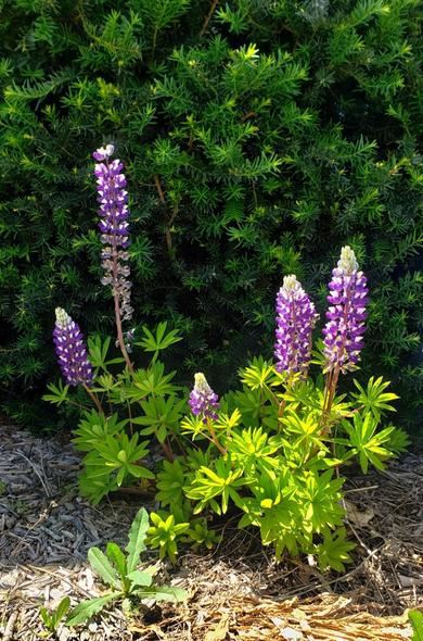Purple and white lupines with bright green foliage with darker evergreen foliage in the background.