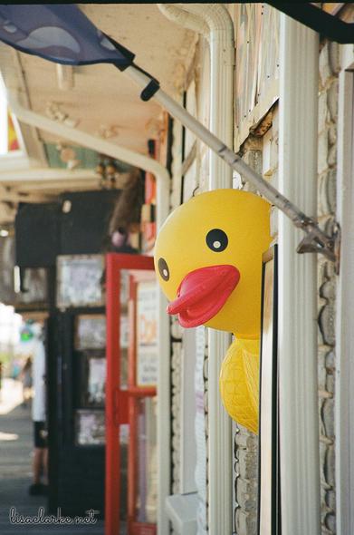 A gigantic blow-up duck, in the style of a bathtub rubber ducky, peeks its head out of the doorway of a store on the boardwalk.
