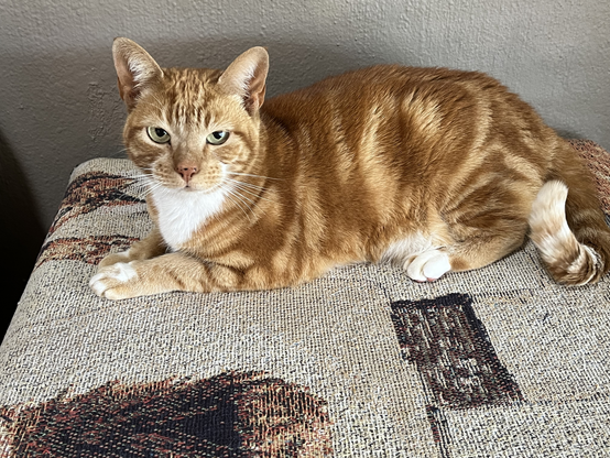 An imposing and regal cat. She has different shades of ginger swirled fur, and a white bib.