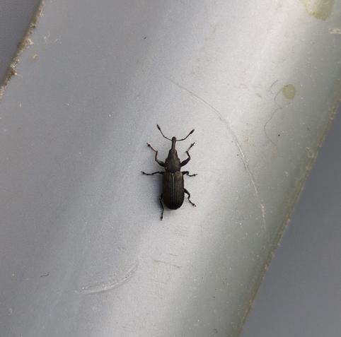 A small weevil (Apionini?) on the edge of a plastic container