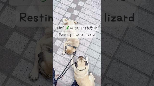 [PUG] 靴の上好きだね (They like to step on shoes)