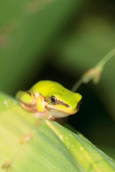 A tiny (~ 2cm long) green frog with gold eyes and a gold stripe from its nose down its side, perched in the sun on a wide blade of grass.