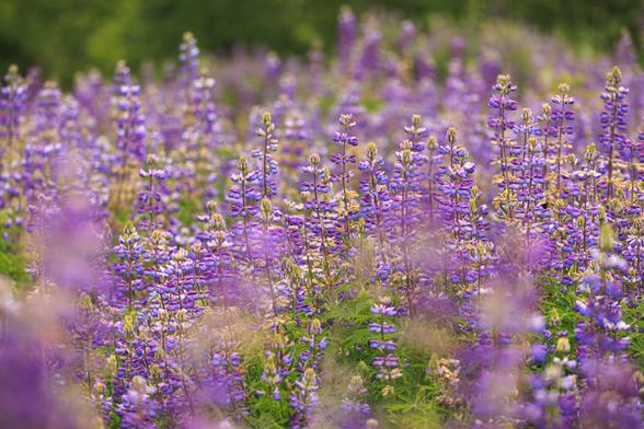 A photo of a field of purple blooming lupines in diffuse, cloudy weather lighting, with a small bumblebee visible on one of the flowers to the right of frame.