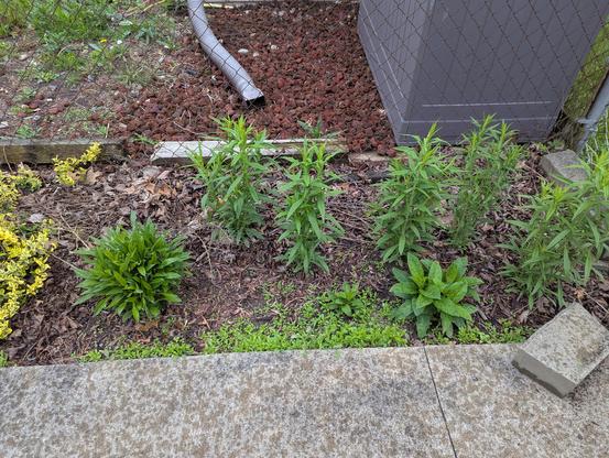 A garden bed with some established asters and lobelia and a hundred seedlings crowding near the front edge of the bed.