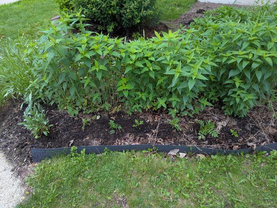The front garden bed with some freshly planted marigolds in front of wild bergamot.