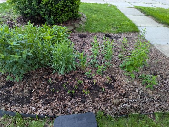 The front garden bed and a fresh patch of parsley near asters, lance leaf coreopsis and wild bergamot.