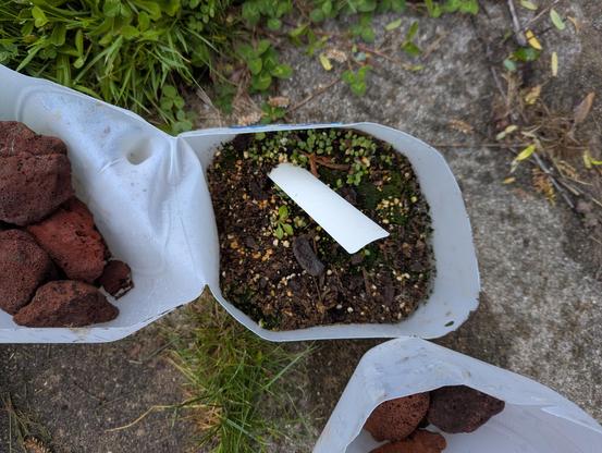 A milk jug full of dirt and tiny sprouts along the top.