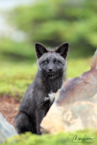 Picture of a Fox