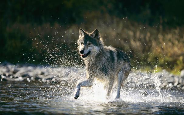 A picture of a wolf.