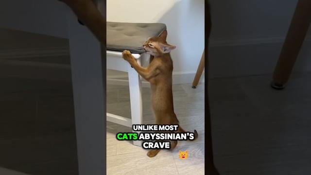 “Smartest Cat in the World? Meet the Abyssinian – The Genius of the Feline World 🧠🐾” #catshorts #cat