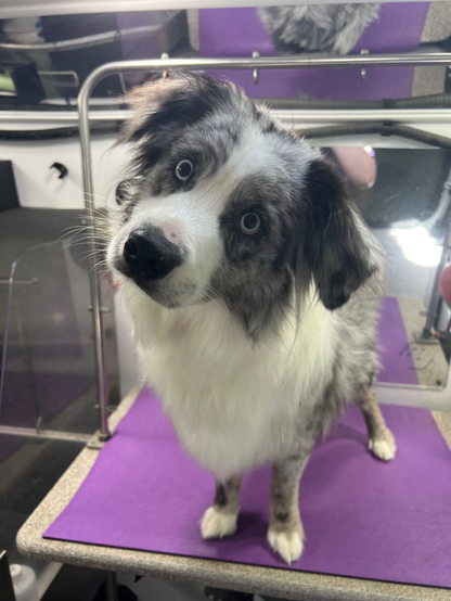 A blue merle mini austrailian shepherd looking quizically at the camera.