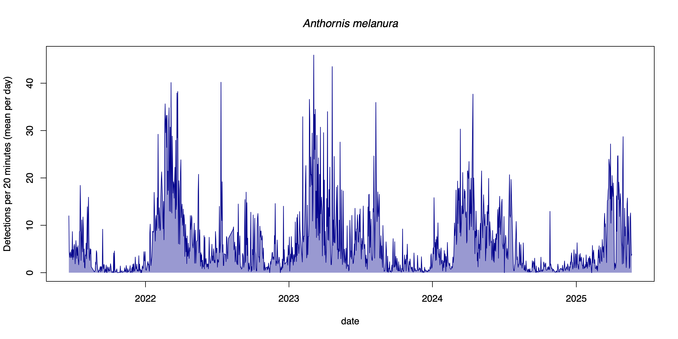 A graph of the songs and calls of the NZ bellbird, or korimako, between June 2021 and May 2025. The y-axis is how many times in 15 second intervals this species was detected per 20-minutes. The detections for korimako peak in autumn and early winter each year. 

The graph is made from recordings in our graden with an AudioMoth processed through BirdNet then graphed using R.