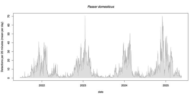 A graph of the songs and calls of the house sparrow, between June 2021 and May 2025. The y-axis is how many times in 15 second intervals this species was detected per 20-minutes. The detections for house sparrow peak in summer months each year. 

The graph is made from recordings in our graden with an AudioMoth processed through BirdNet then graphed using R.