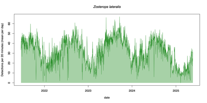 A graph of the songs and calls of the tauhou – silvereye, between June 2021 and May 2025. The y-axis is how many times in 15 second intervals this species was detected per 20-minutes. The detections for house sparrow peak in summer months each year. 

The graph is made from recordings in our graden with an AudioMoth processed through BirdNet then graphed using R.