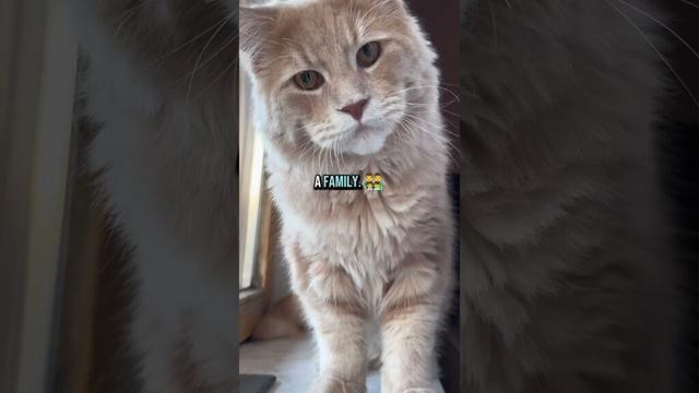 Top 3 friendly cats you should know❗🐾🐈