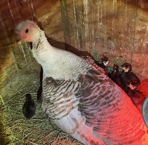 A light-colored turkey hen on a nest of hay with 5 turkey poults around her and a red heat lamp behind her.