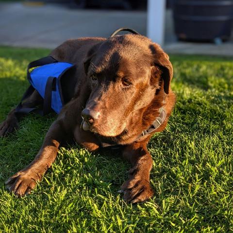 A chocolate lab is lying down on the grass.