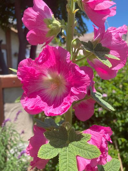 Hollyhocks are blooming in my front yard. Photo by Nicholas Stein 20250521