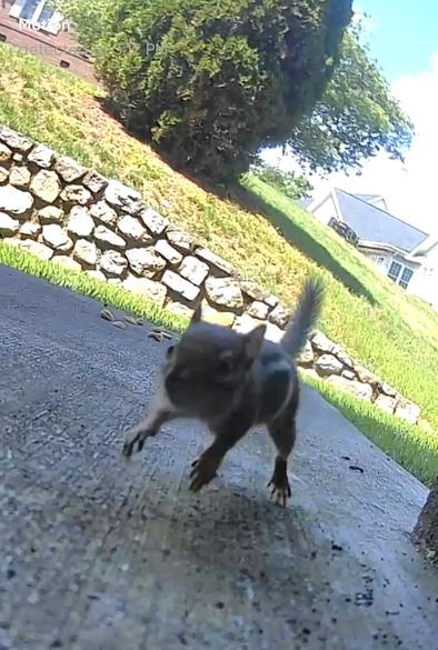 Chipmunk mid leap!
