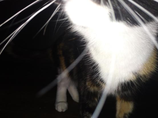 Chaotic closeup of a cat.