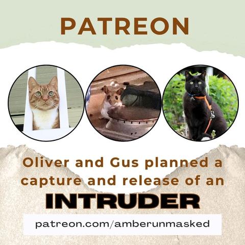 banner across the top looks like torn green paper with text "Patreon post"
3 circular images: orange and white cat Oliver looking out from between the railings of the balcony; photo of a mouse on a stove; black cat Gus sitting outside. 
Text: Oliver and Gus planned a capture and release of an INTRUDER.
(bold). patreon.com/amberunmasked