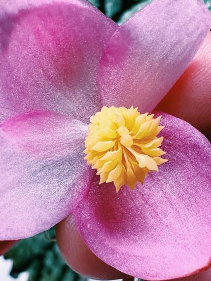 macro photo of the center of a pink flower, where there is a cluster of yellow, spiky things