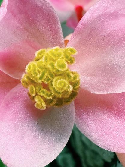 macro photo of the center of another pink flower, this one is a cluster of fuzzy, curly, greenish-yellow squiggles