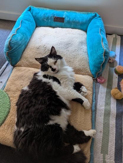 a fluffy black and white cat lying on a blue and tan cat bed, which is placed on a white, green, and blue striped rug. there are several cat toys scattered around.