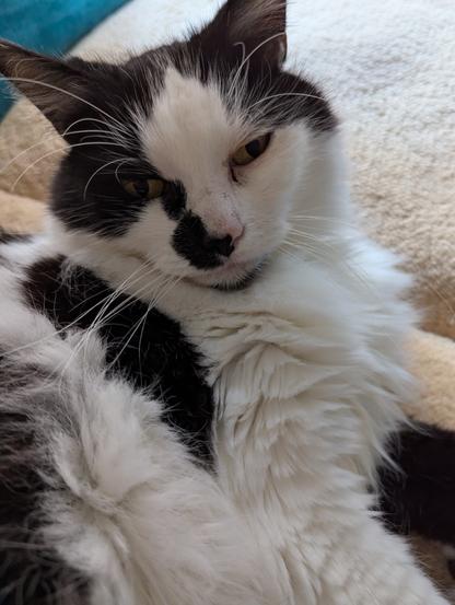 a fluffy black and white cat looking into the camera