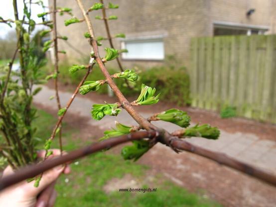 Photo of treespecies Metasequoia glyptostroboides : Category is lente-spring-fruhling-printemps-primavera