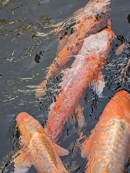 Various bright orange Japanese carps (koi) swimming in a canal of clear waters.