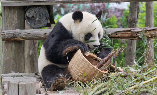 male giant panda Xian-zi