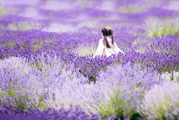 A child in a white dress sits in a lavender field.