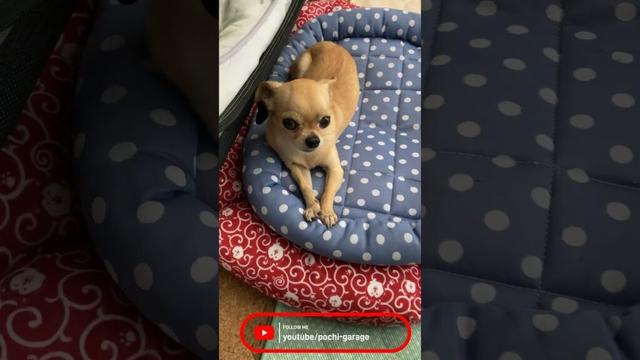 スムースコートチワワ 足元注意！ チワワの落ちてます #Shorts #dog