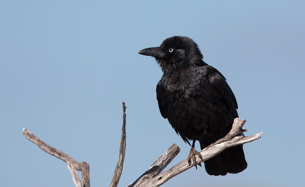Corvus bennetti (known as little crow) standing on a branch and turning its head to the side.