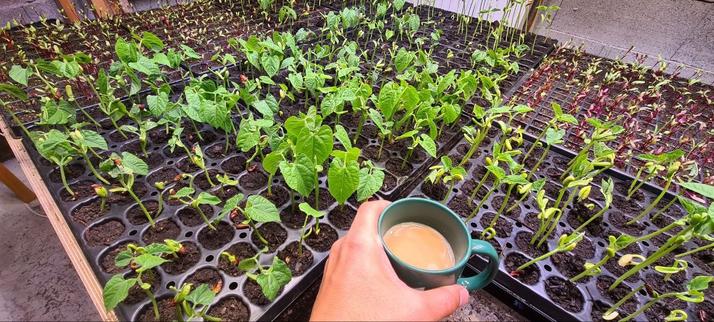a coffe cupin front of alot of quick pods with little bean plants in them