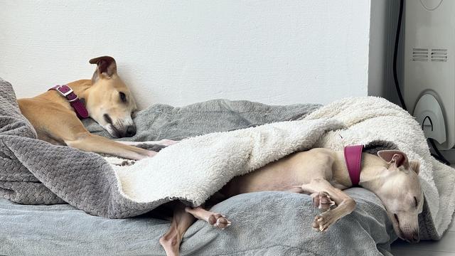 Two light-coloured dogs on a grey and white dog bed.