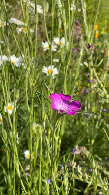 Eine pinkfarbene Kornrade blüht in einer Wiese mit Margeriten und Natternkopf