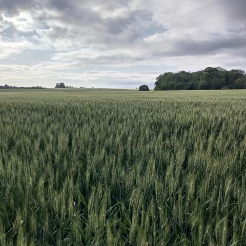 Weizenfeld, Hain im Hintergrund