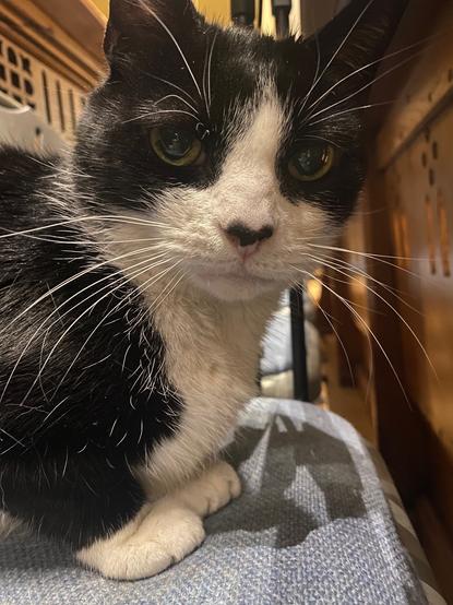 Close up of a black and white cat