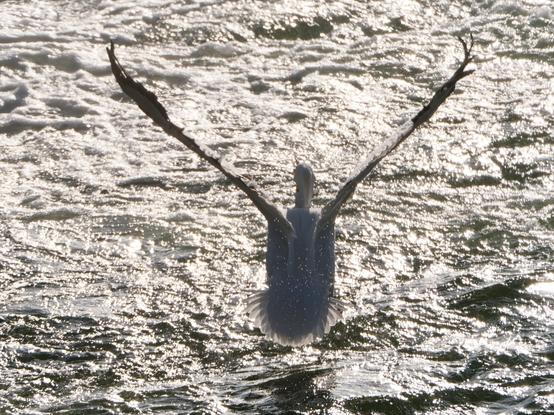 Extremely large and conspicuous. White with black wingtips. Very long, orange bill with pouch for scooping up fish. Here it can be seen about to land in a river!