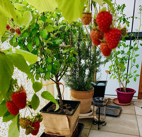 Auf einem verglastem Balkon ein Zwergapfel, ein Rosmarin und eine Himbeerpflanze, deren rote Früchte das Foto einrahmen. Foto von 2022.       das