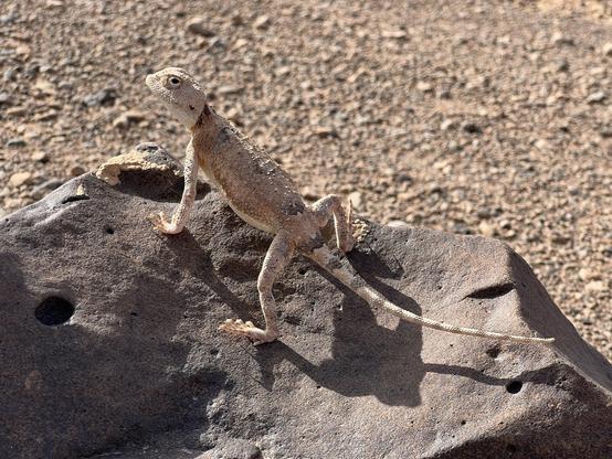 A light brown lizard sits on a basalt rock and glares at the camera which has gotten quite close.