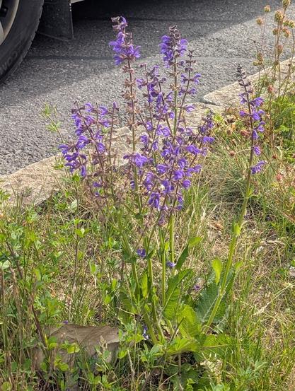 Auf einem Grünstreifen wächst eine aufrechte Pflanze mit vielen kleinen blau-violetten Blüten. Neben ihr ist der Begrenzungsstreifen der Fahrbahn, ein Autoreifen ist zu sehen.