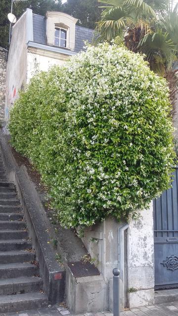 Escalier bordé d'un gros massif de jasmin en fleur